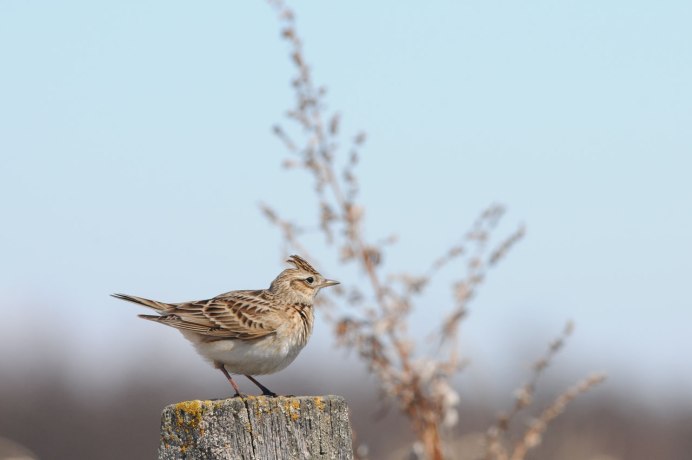 Жаворонок Нижегородской области