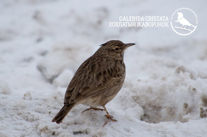 Зимний Жаворонок