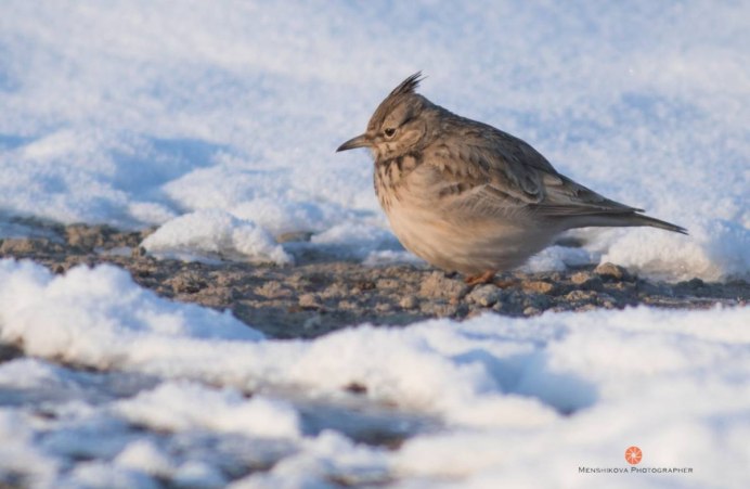 Жаворонки зимой