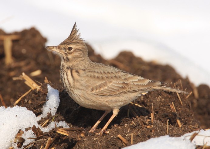 Жаворонок весной