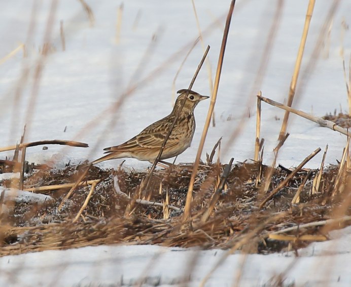 Жаворонок зимой в Тамбове