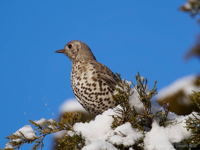 Степной Жаворонок зимой