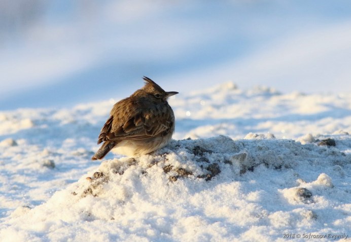 Хохлатый Жаворонок зимой