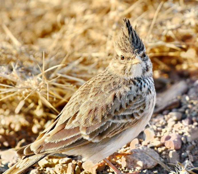 Крымский хохлатый Жаворонок