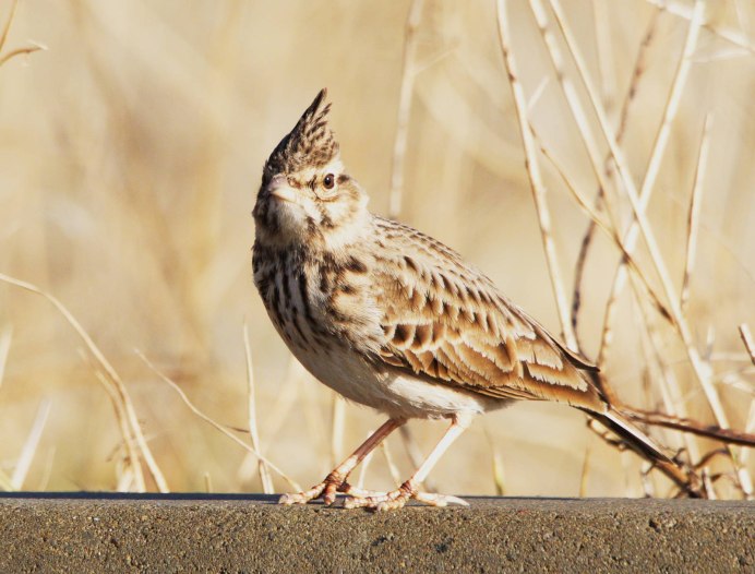 Пичуга зимой