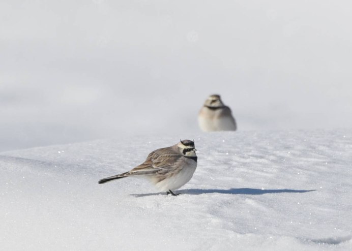 Жаворонок в небе