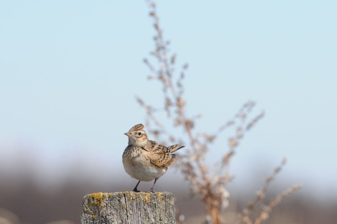 Стайка маленьких птичек