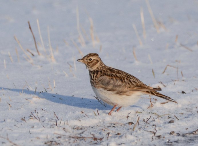 Стайные полевые птицы