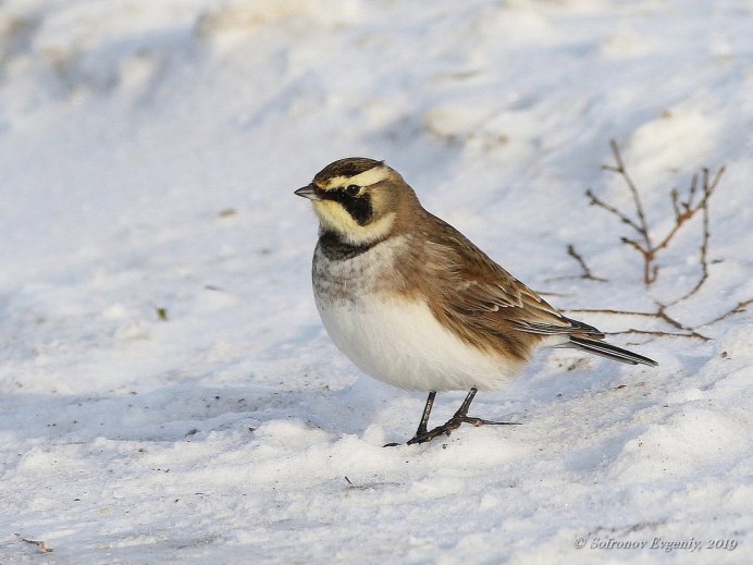 Полярный Жаворонок