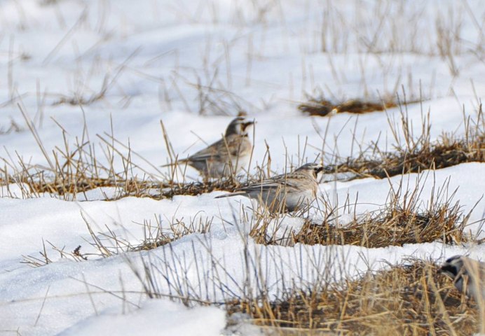 Жаворонок самец
