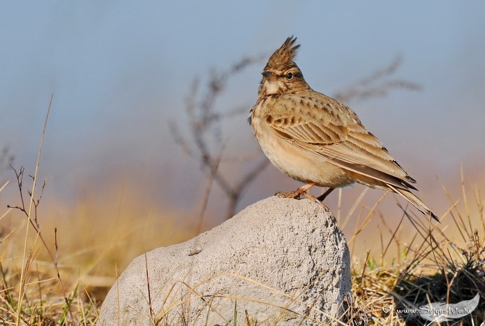Жаворонок Колорадо