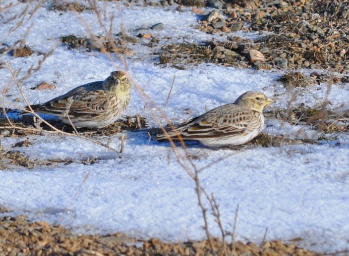 Полевой Жаворонок зимой