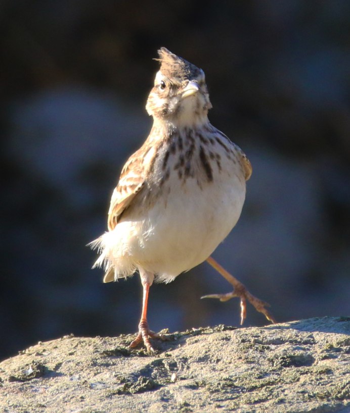 Обыкновенный полевой Жаворонок