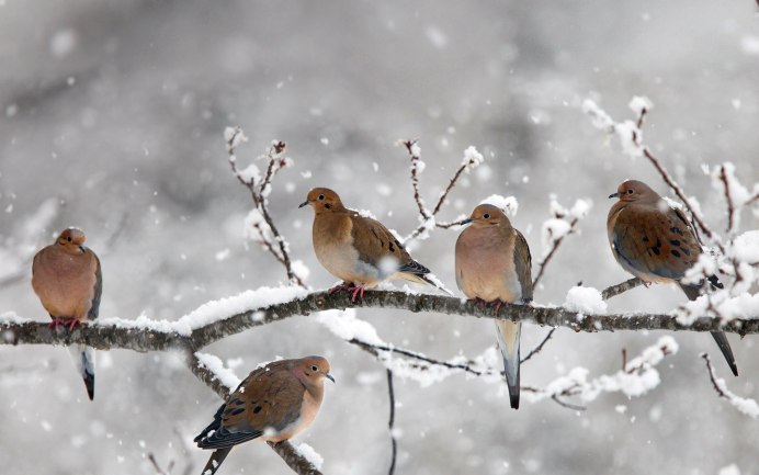 Зимний Жаворонок фото