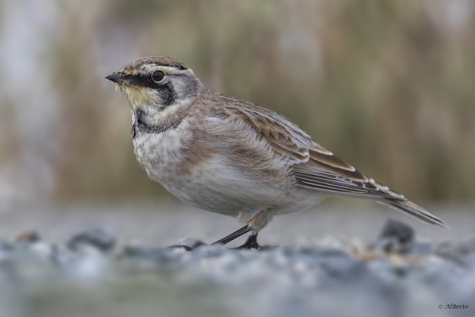 Жаворонок в поле