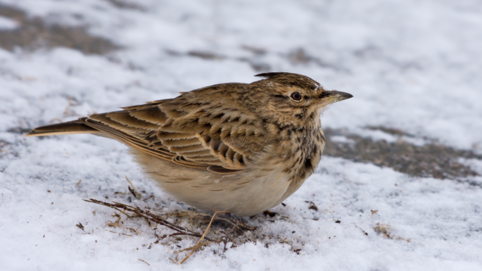 Жаворонок птица Кузбасса
