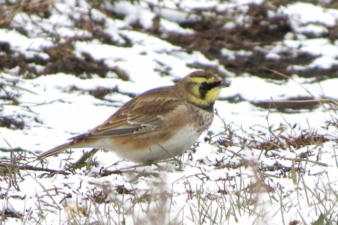 Жаворонок на снегу