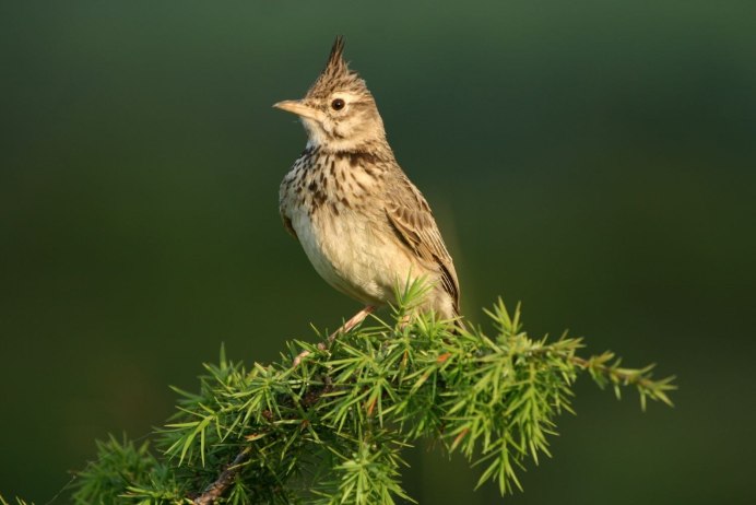 Рогатый Жаворонок Краснодарского края