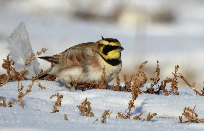 Фото Жаворонки птицы крупным планом
