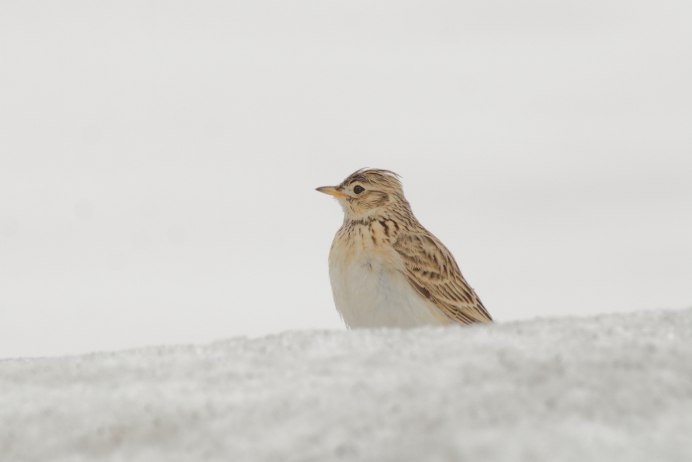 Жаворонок Крымский