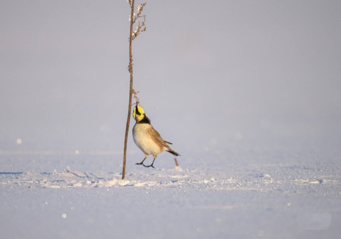 Хохлатый Жаворонок