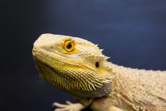 Bearded Dragon Morphs