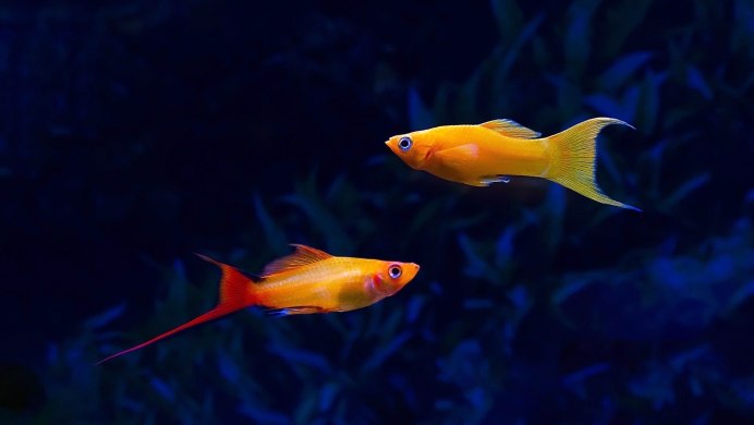 Меченосцы maculatus