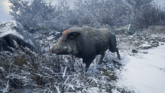 Крупная белая свинья