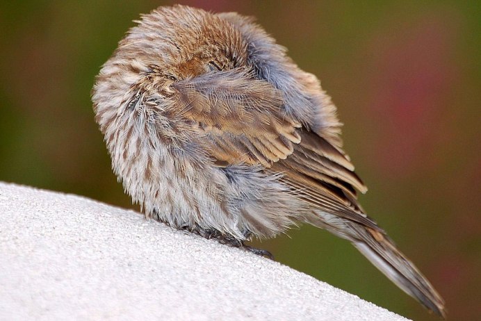 Ночные хищники птицы