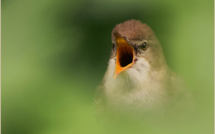 "Портрет галки Северюгиной