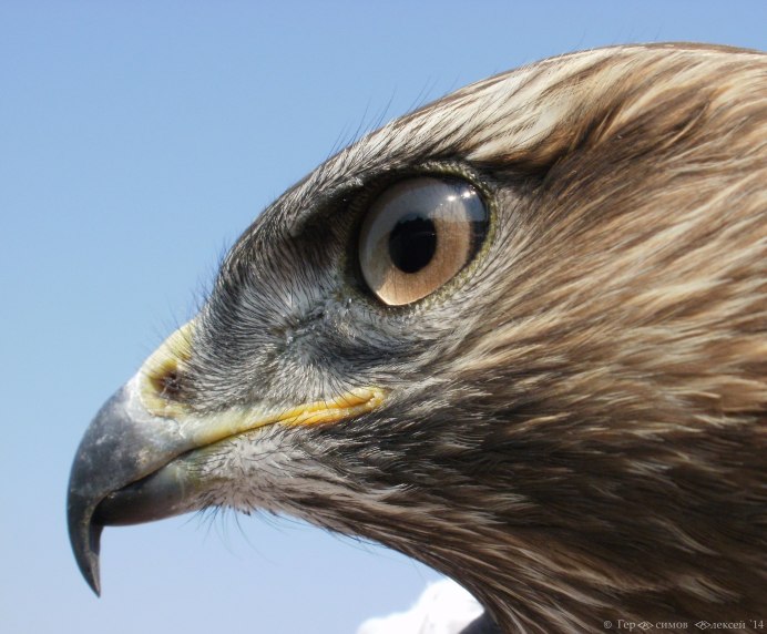 Серая неясыть клюв