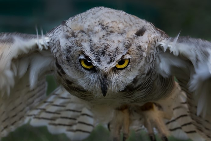 Филин Самарской области