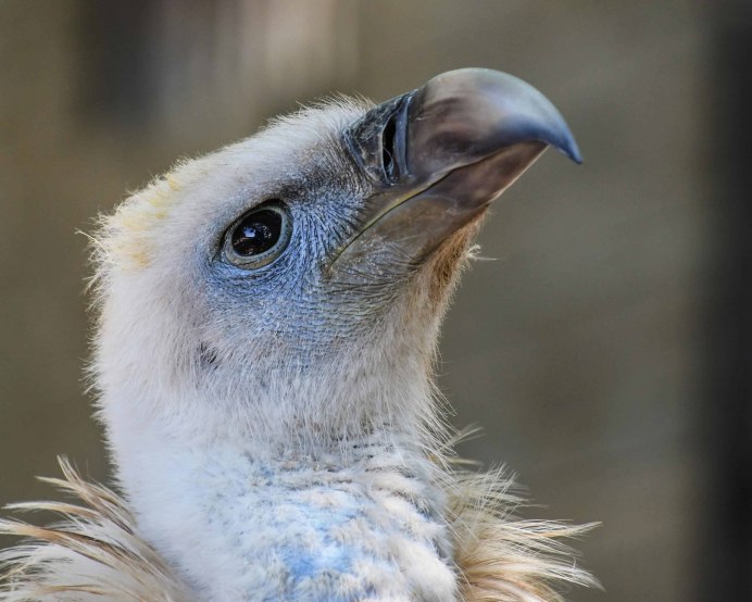 Абиссинская ушастая Сова