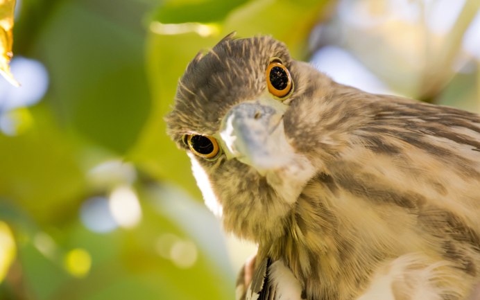 Орел Гарпия анфас