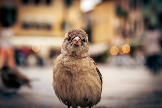 Сова хищная птица