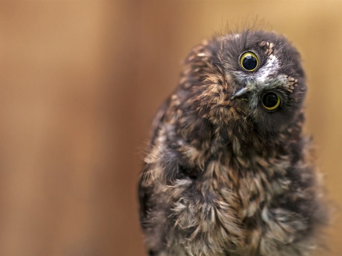 Глаза хищных птиц