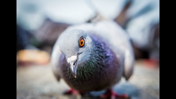 Глаза хищных птиц