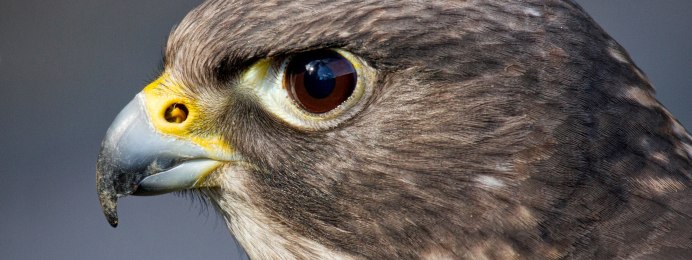 Ночные хищники птицы