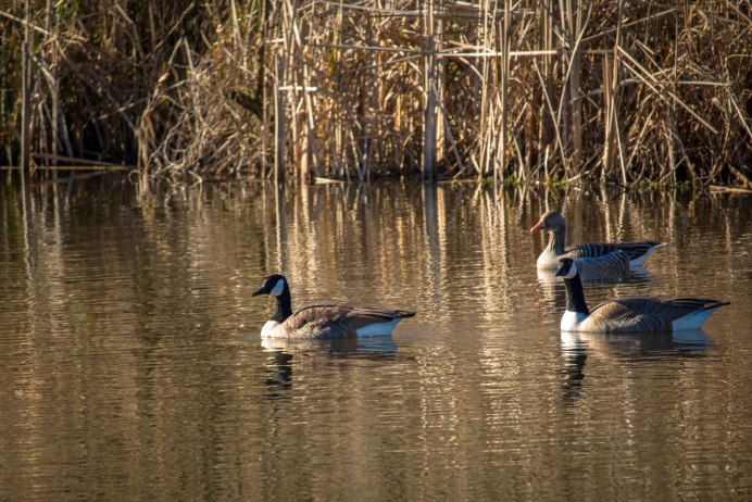 Geese in Water