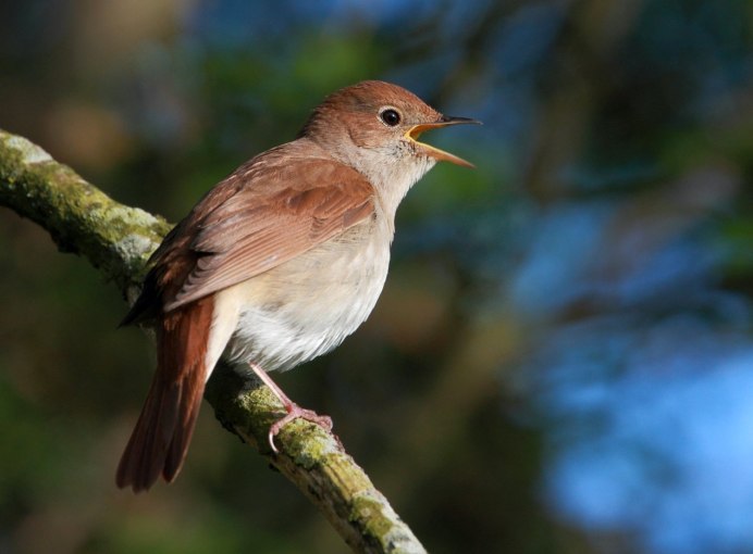 (Turdus simillimus)