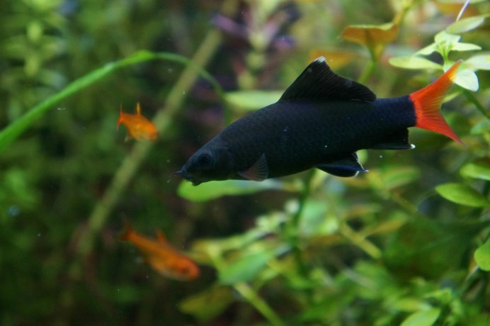 Лабео френатус Glo синий 2,5-3см.