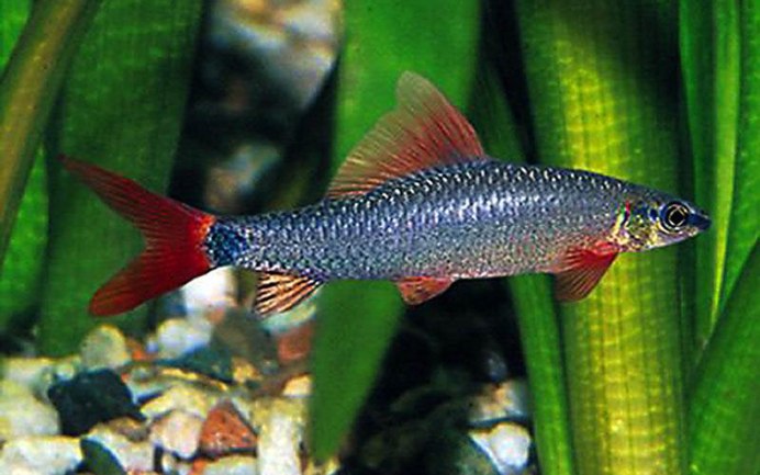 Лабео зеленый рыбка аквариумная