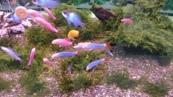 Лабео Радужный альбинос синий гло