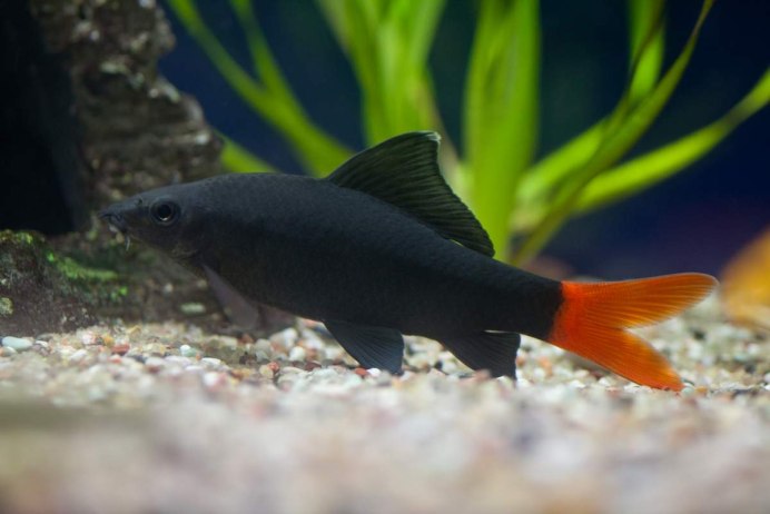 Жирный лабео