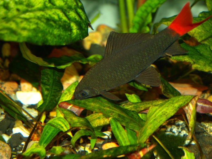 Лабео краснохвостый