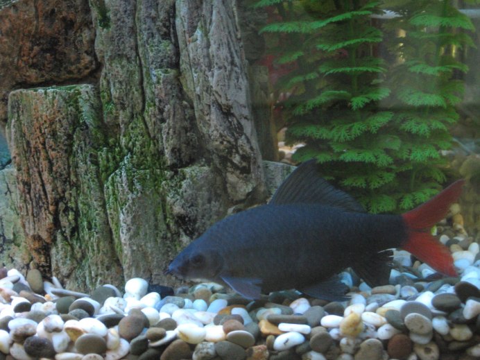 Лабео хрисафекадион