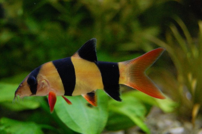 Лабео таиландский (френатус)