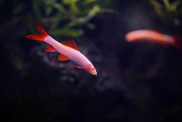 Лабео рыбка аквариумная