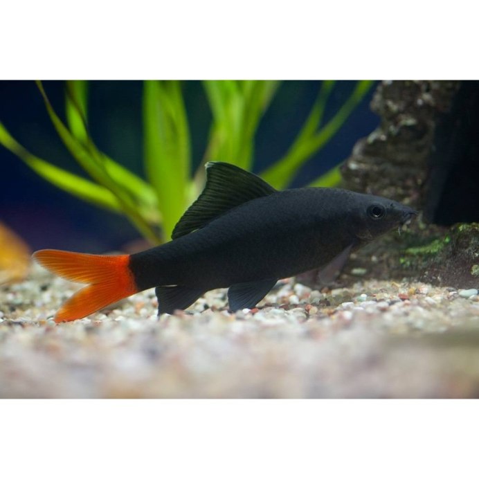 Лабео Арлекин