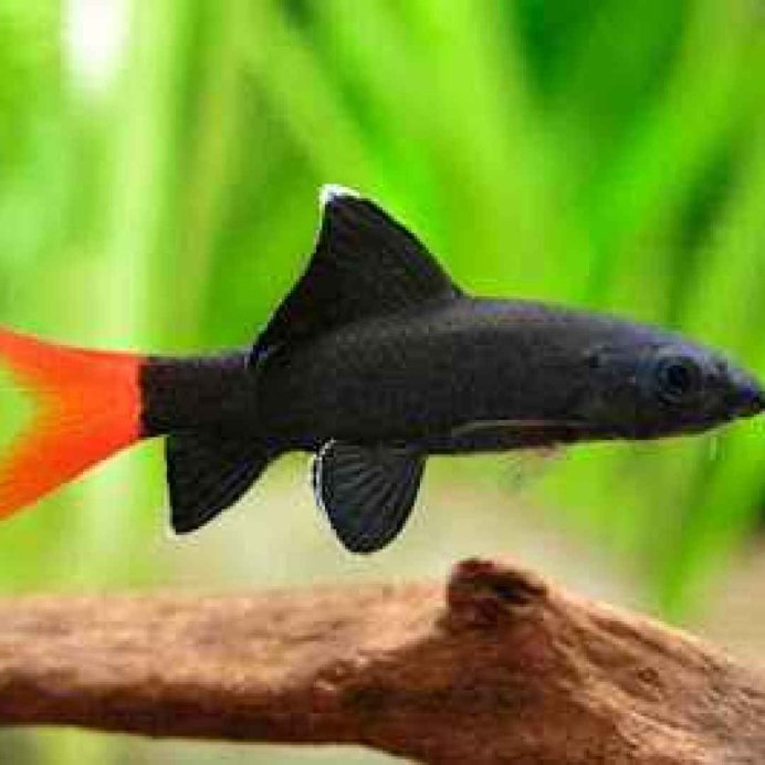 Лабео таиландский (френатус)